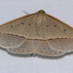 Epidesmia (genus) (Epidesmia moth) at Sheldon, QLD - 7 Sep 2007 by PJH123