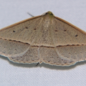 Epidesmia (genus) at Sheldon, QLD - suppressed