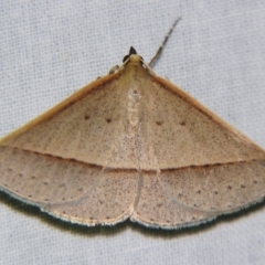 Epidesmia tryxaria (Neat Epidesmia) at Sheldon, QLD - 7 Sep 2007 by PJH123