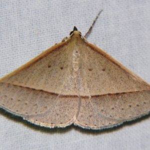 Epidesmia tryxaria at Sheldon, QLD - suppressed