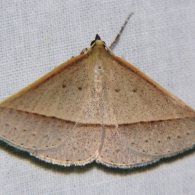 Epidesmia tryxaria (Neat Epidesmia) at Sheldon, QLD - 8 Sep 2007 by PJH123