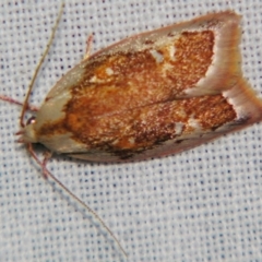 Euchaetis habrocosma (Euchaetis habrocosma) at Sheldon, QLD - 7 Sep 2007 by PJH123