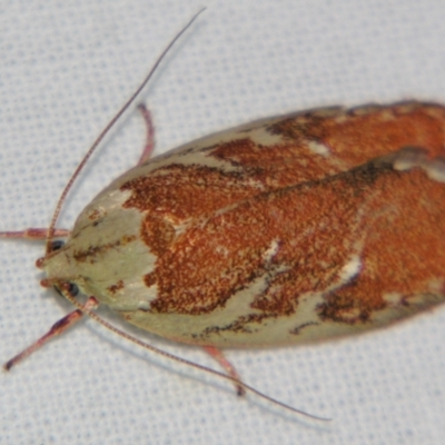 Euchaetis rhizobola (A Concealer moth) at Sheldon, QLD - 7 Sep 2007 by PJH123