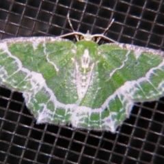 Eucyclodes insperata (Lacy Emerald) at Sheldon, QLD - 7 Sep 2007 by PJH123