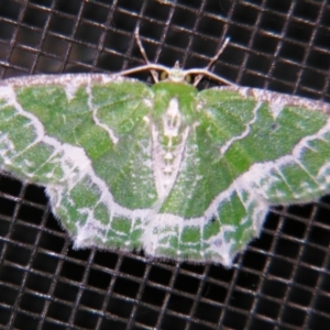 Eucyclodes insperata at Sheldon, QLD - suppressed