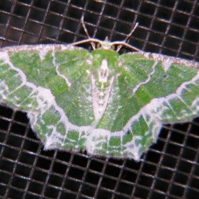 Eucyclodes insperata (Lacy Emerald) at Sheldon, QLD - 7 Sep 2007 by PJH123