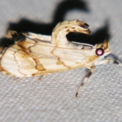 Eudaimonisma batchelorella (Spilomelinae) at Sheldon, QLD - 7 Sep 2007 by PJH123