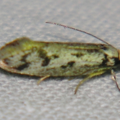 Eusemocosma pruinosa (Philobota Group Concealer Moth) at Sheldon, QLD - 7 Sep 2007 by PJH123