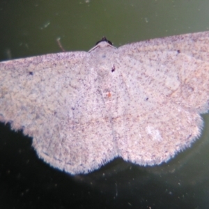 Taxeotis perlinearia at Sheldon, QLD - suppressed