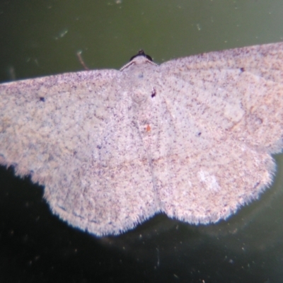 Taxeotis perlinearia (Spring Taxeotis) at Sheldon, QLD - 7 Sep 2007 by PJH123