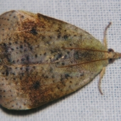 Hyblaea ibidias (A Teak moth (Hyblaeidae family).) at Sheldon, QLD - 7 Sep 2007 by PJH123