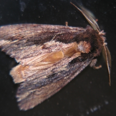 Hylaeora capucina (Cowled Rough-head) at Sheldon, QLD - 8 Sep 2007 by PJH123