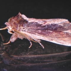 Hylaeora capucina at Sheldon, QLD - suppressed