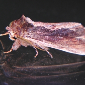 Hylaeora capucina at Sheldon, QLD - suppressed
