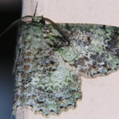 Hypodoxa conspurcata (A Textured emerald) at Sheldon, QLD - 7 Sep 2007 by PJH123