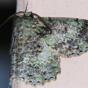 Hypodoxa conspurcata at Sheldon, QLD - suppressed