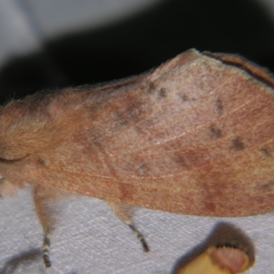 Lasiocampidae (family) (Snout moth) at Sheldon, QLD - 8 Sep 2007 by PJH123