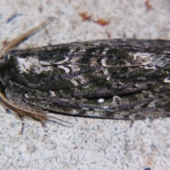 Neola semiaurata (Wattle Notodontid Moth) at Sheldon, QLD - 8 Sep 2007 by PJH123