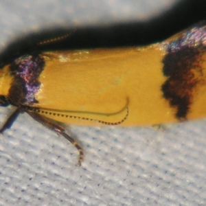 Coesyra (genus) at suppressed - 7 Sep 2007