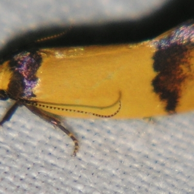 Coesyra (genus) (A Concealer moth (Chezala group)) at Sheldon, QLD - 7 Sep 2007 by PJH123