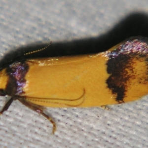 Coesyra (genus) at suppressed - 7 Sep 2007