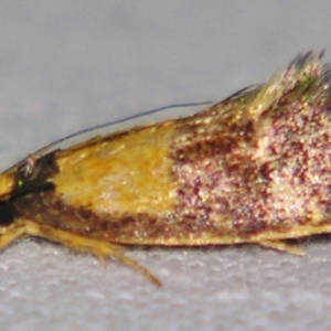 Enchronista proximella at Sheldon, QLD - suppressed