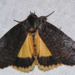 Prorocopis euxantha (Golden Crest) at Sheldon, QLD - 9 Sep 2007 by PJH123