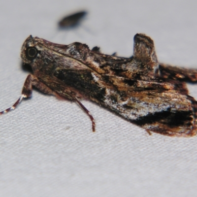 Salma pyrastis (A Pyralid moth (Epipaschiinae subfam.)) at Sheldon, QLD - 8 Sep 2007 by PJH123