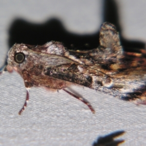 Salma pyrastis at Sheldon, QLD - suppressed