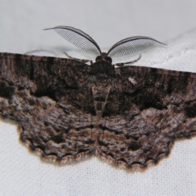 Scioglyptis canescaria (Fuscous Bark Moth, Boarmini) at Sheldon, QLD - 7 Sep 2007 by PJH123