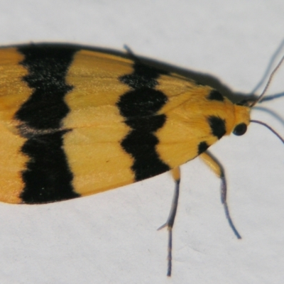 Termessa congrua (A Tiger moth (Lithosiini)) at Sheldon, QLD - 7 Sep 2007 by PJH123