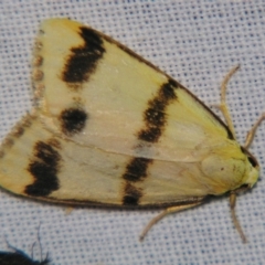 Termessa orthocrossa (A Tiger moth (Lithosiini)) at Sheldon, QLD - 8 Sep 2007 by PJH123