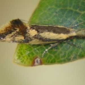Thema xiphochrysa at Sheldon, QLD - suppressed