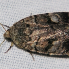 Thoracolopha verecunda (A Noctuid moth (Acronictinae)) at Sheldon, QLD - 7 Sep 2007 by PJH123