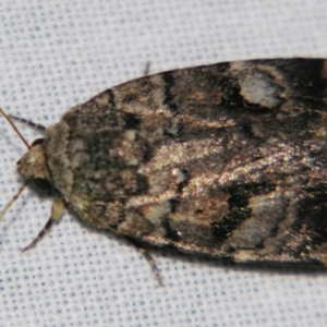 Thoracolopha verecunda at Sheldon, QLD - 7 Sep 2007