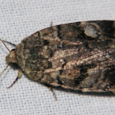 Thoracolopha verecunda (A Noctuid moth (Acronictinae)) at Sheldon, QLD - 7 Sep 2007 by PJH123