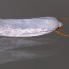 Xylorycta (genus) (A concealer moth) at Sheldon, QLD - 8 Sep 2007 by PJH123