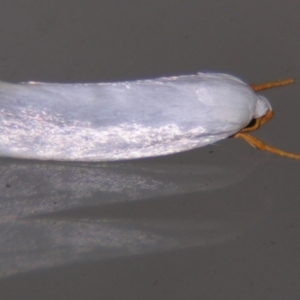 Xylorycta (genus) at Sheldon, QLD - 8 Sep 2007