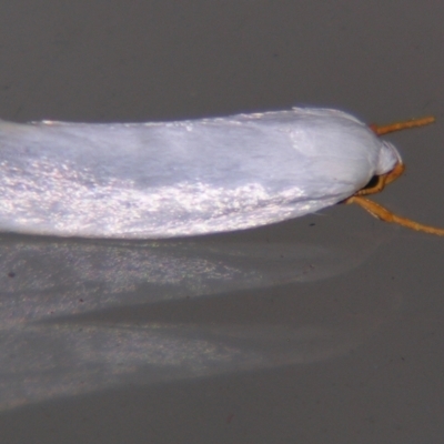 Xylorycta (genus) (A concealer moth) at Sheldon, QLD - 7 Sep 2007 by PJH123