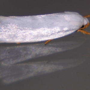 Xylorycta (genus) at Sheldon, QLD - suppressed