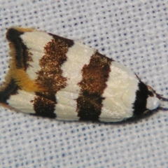 Zonopetala clerota (Wingia group) at Sheldon, QLD - 9 Sep 2007 by PJH123
