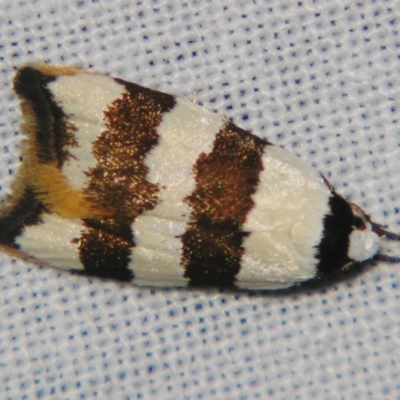 Zonopetala clerota (Wingia group) at Sheldon, QLD - 9 Sep 2007 by PJH123