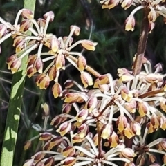 Lomandra multiflora (Many-flowered Matrush) at Belconnen, ACT - 7 Oct 2023 by sangio7