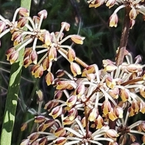 Lomandra multiflora at Belconnen, ACT - 7 Oct 2023