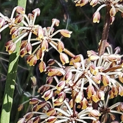 Lomandra multiflora (Many-flowered Matrush) at Belconnen, ACT - 7 Oct 2023 by sangio7