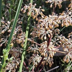 Lomandra multiflora at Belconnen, ACT - 7 Oct 2023