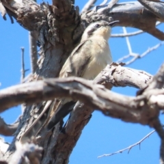 Chrysococcyx osculans (Black-eared Cuckoo) at Belconnen, ACT - 29 Sep 2023 by BenW