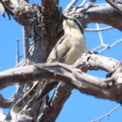 Chrysococcyx osculans at Belconnen, ACT - 29 Sep 2023