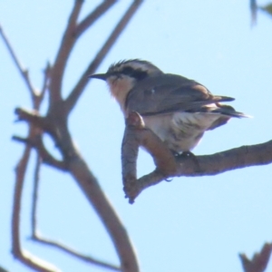 Chrysococcyx osculans at Belconnen, ACT - 29 Sep 2023