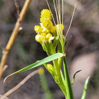 Chrysocephalum semipapposum (Clustered Everlasting) at Thuddungra, NSW - 7 Oct 2023 by trevorpreston